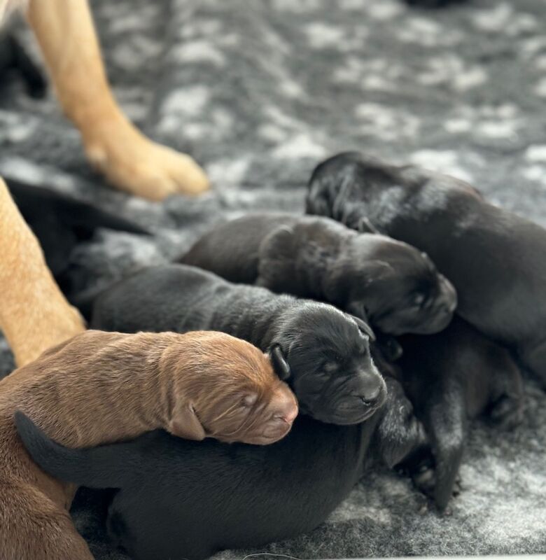 M Joyce - Licensed Labrador Breeder on Labrador Owners - Image 3