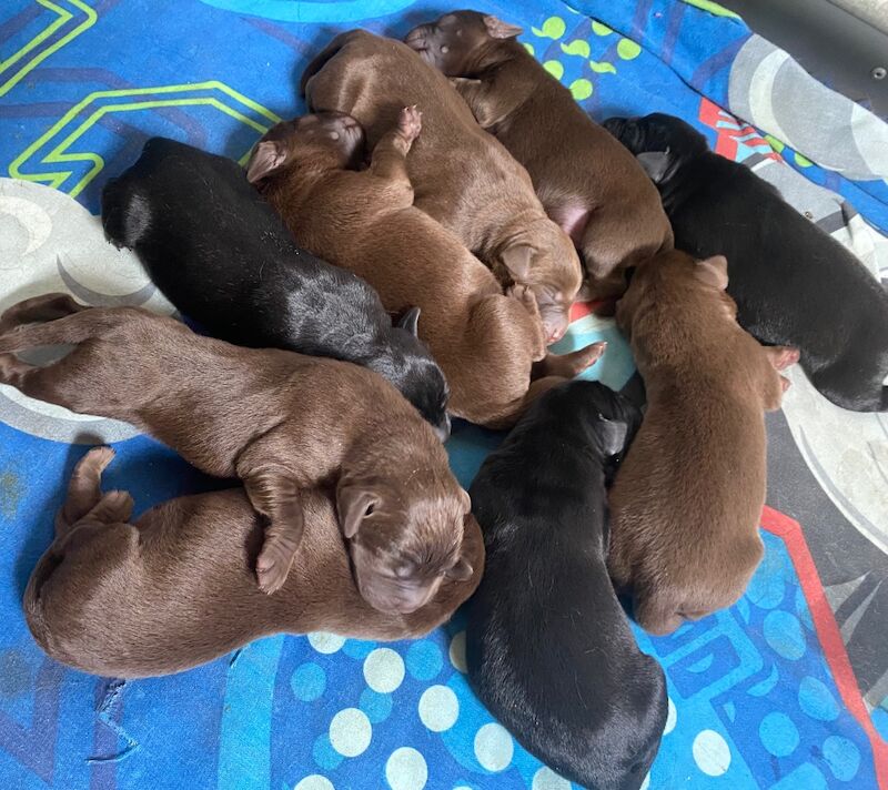 M Joyce - Licensed Labrador Breeder on Labrador Owners - Image 4