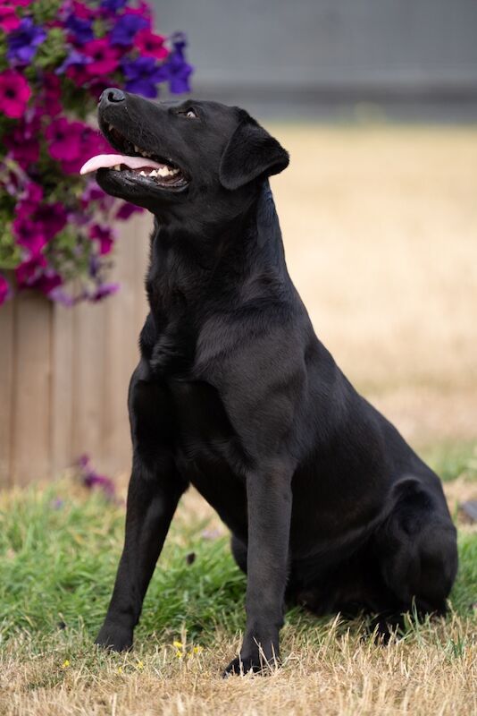 M Joyce - Licensed Labrador Breeder - Image 6
