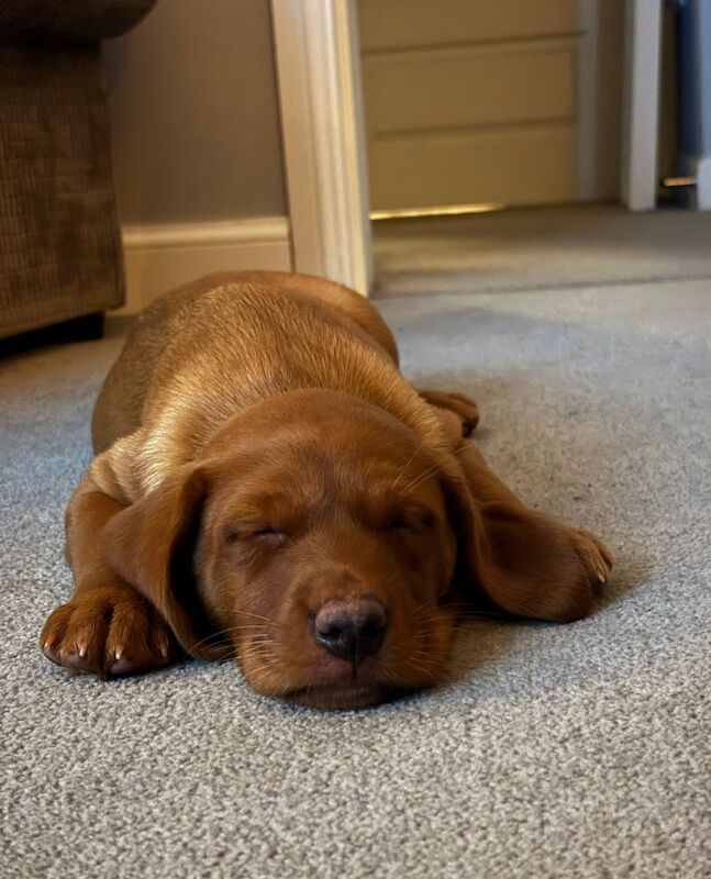 M Joyce - Licensed Labrador Breeder on Labrador Owners - Image 7