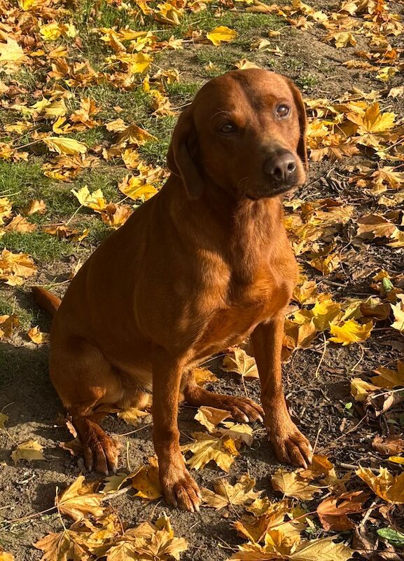 M Joyce - Licensed Labrador Breeder - Image 9