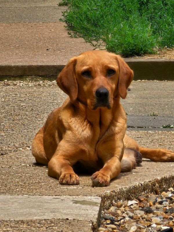 Margaret Plant - Private Seller - Image 1