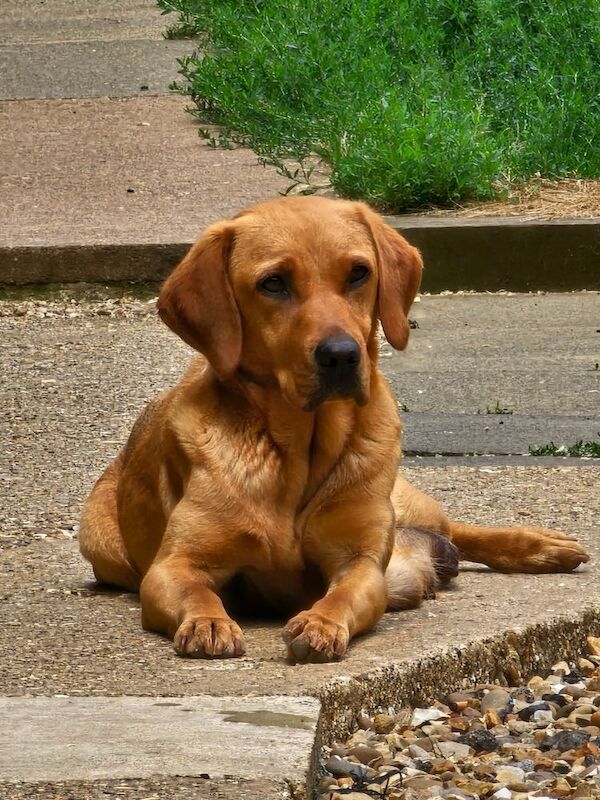 Margaret Plant - Private Seller on Labrador Owners - Image 2