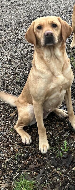 Maria Cameron - Licensed Labrador Breeder - Image 1
