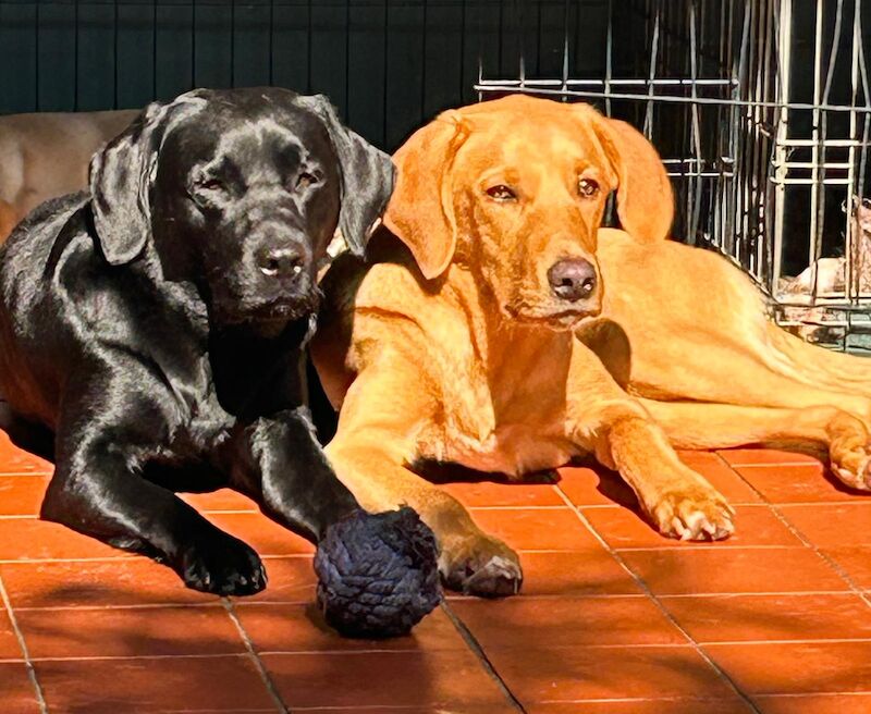 Maria Cameron - Licensed Labrador Breeder on Labrador Owners - Image 2