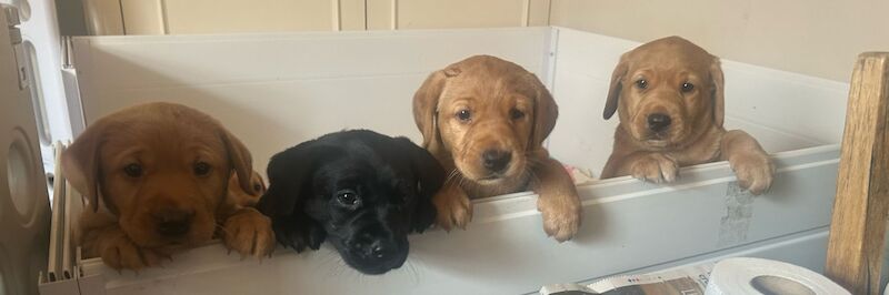 Maria Cameron - Licensed Labrador Breeder - Image 3