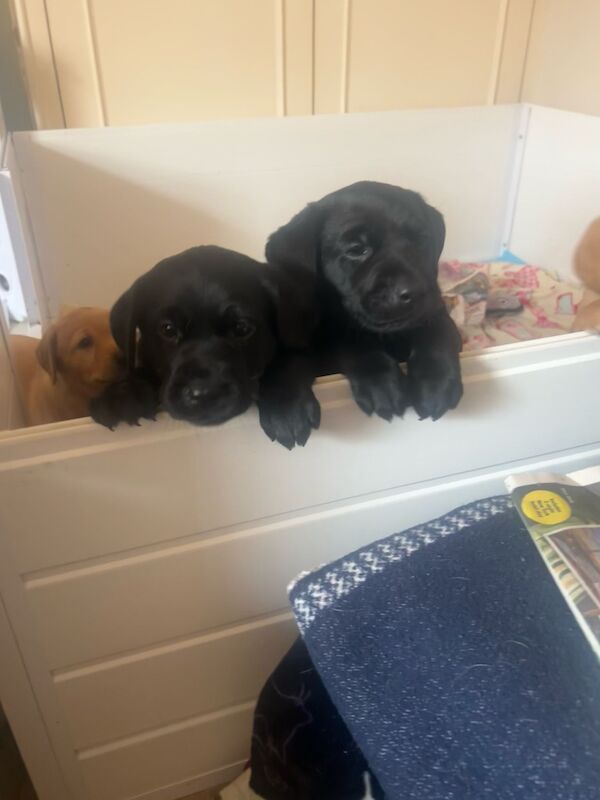 Maria Cameron - Licensed Labrador Breeder - Image 4
