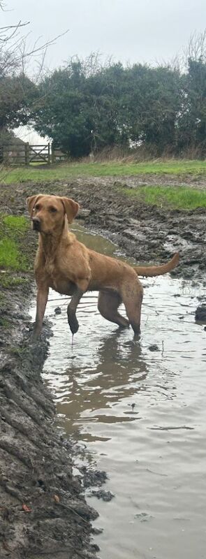 Maria Cameron - Licensed Labrador Breeder - Image 5