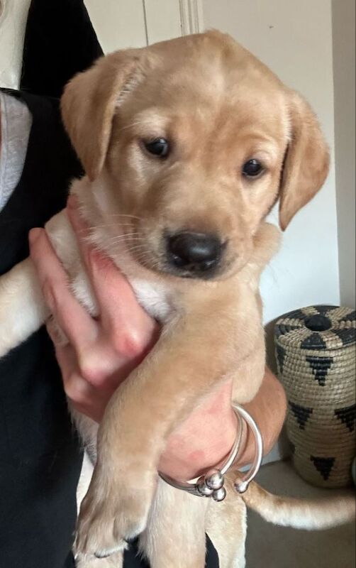 Maria Cameron - Licensed Labrador Breeder - Image 6