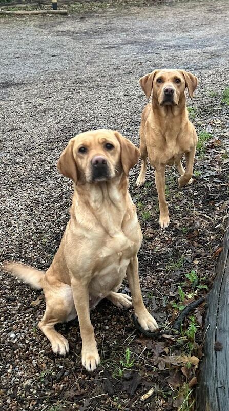 Maria Cameron - Licensed Labrador Breeder - Image 7