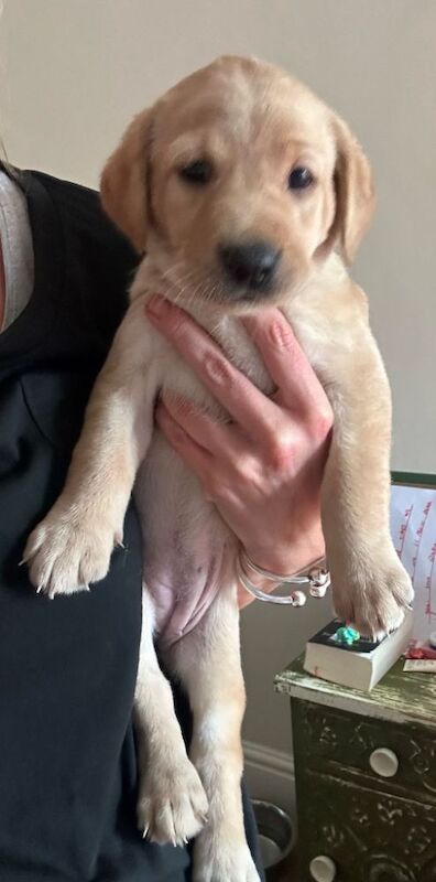 Maria Cameron - Licensed Labrador Breeder - Image 8