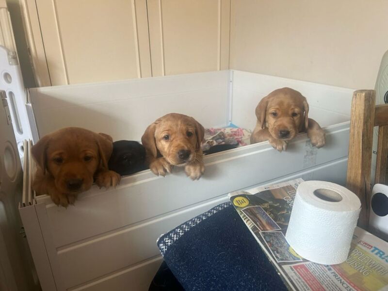Maria Cameron - Licensed Labrador Breeder - Image 9