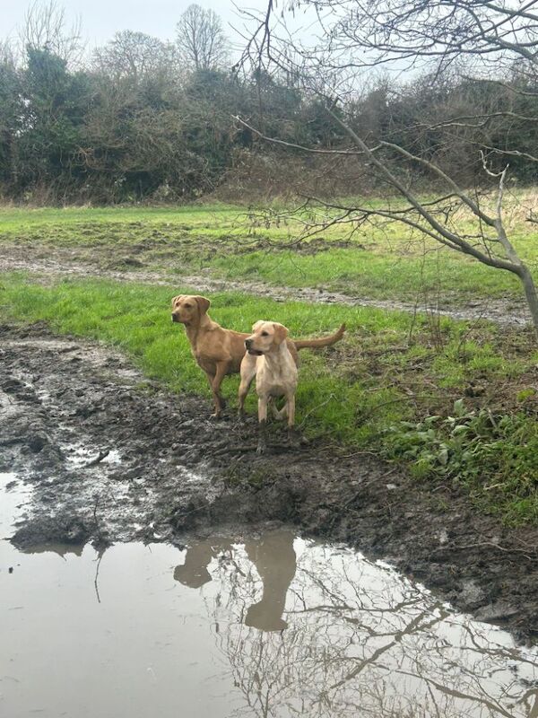 Maria Cameron - Licensed Labrador Breeder - Image 10