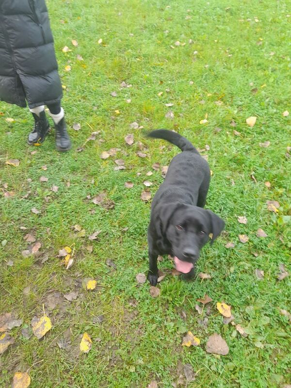 Maria Cameron - Licensed Labrador Breeder - Image 12