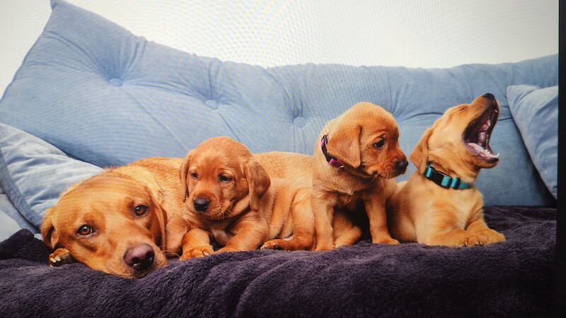 Marisha Romer - Licensed Labrador Breeder - Image 1