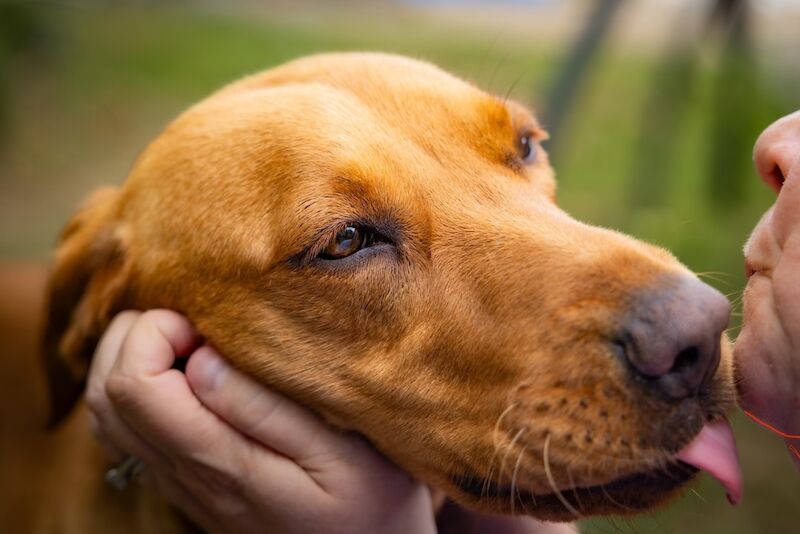 Marisha Romer - Licensed Labrador Breeder - Image 2