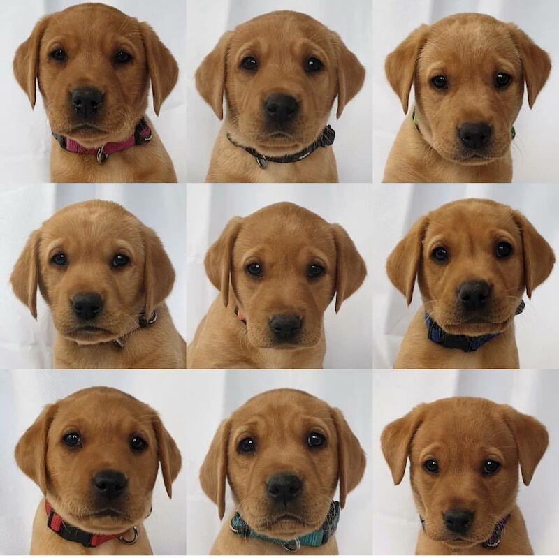 Marisha Romer - Licensed Labrador Breeder on Labrador Owners - Image 3