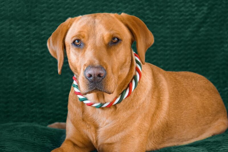 Marisha Romer - Licensed Labrador Breeder - Image 4