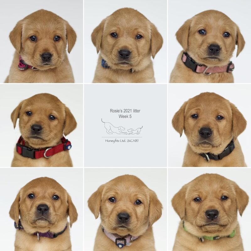 Marisha Romer - Licensed Labrador Breeder - Image 5