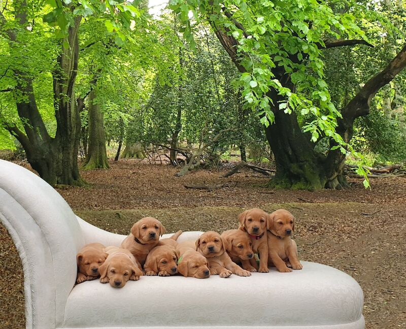 Marisha Romer - Licensed Labrador Breeder - Image 6