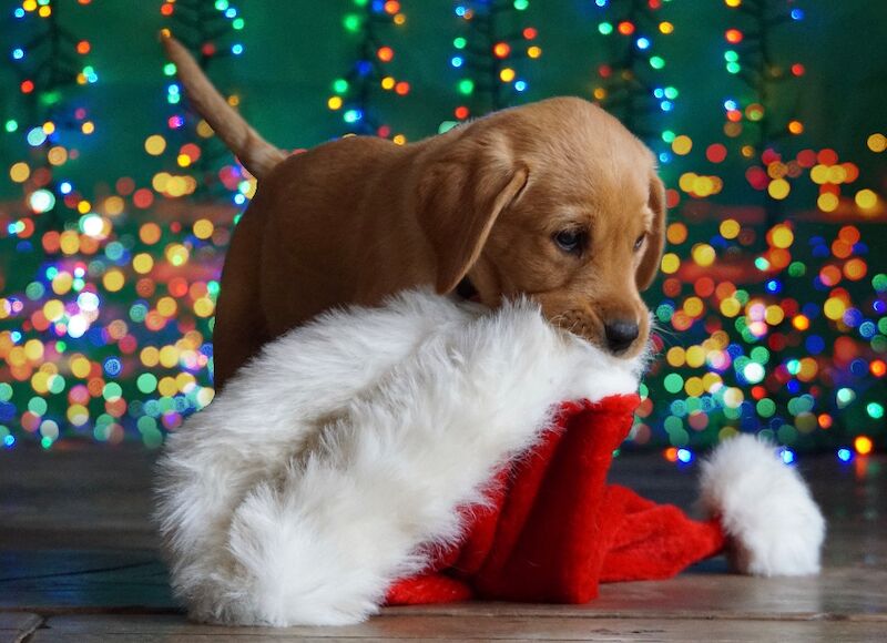 Marisha Romer - Licensed Labrador Breeder - Image 7