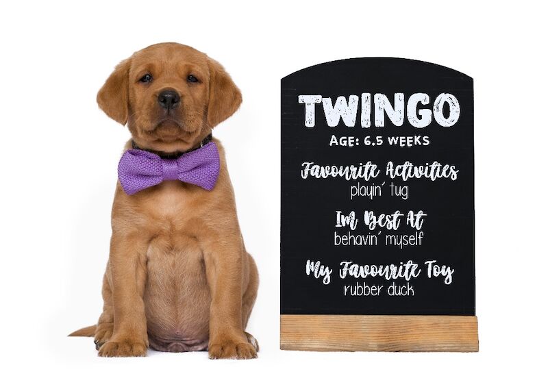 Marisha Romer - Licensed Labrador Breeder on Labrador Owners - Image 8