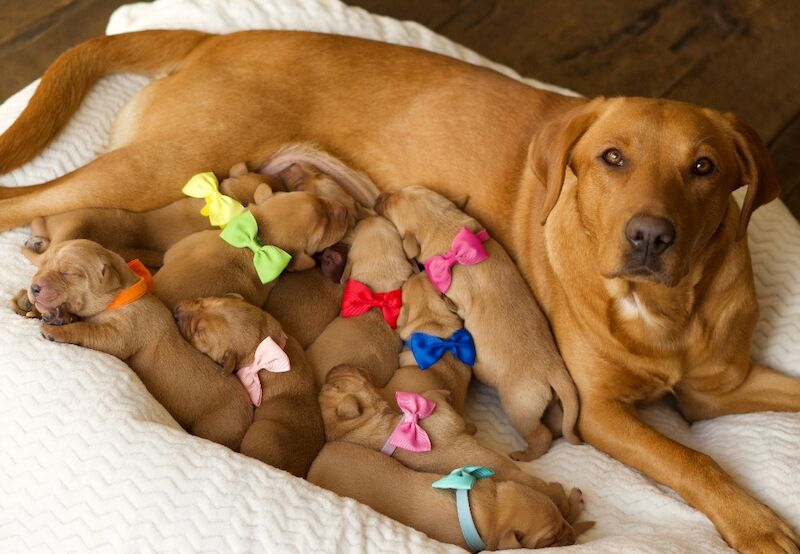 Marisha Romer - Licensed Labrador Breeder - Image 9