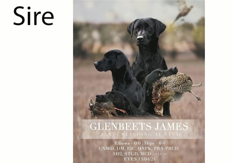 Matthew Johnson - Labrador Breeder in Oldham, Manchester  on Labrador Owners - Image 1
