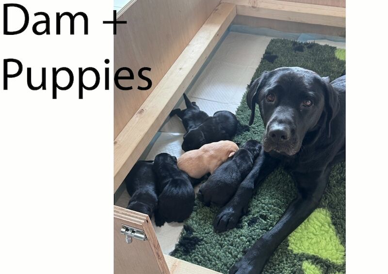 Matthew Johnson - Labrador Breeder in Oldham, Manchester  on Labrador Owners - Image 2