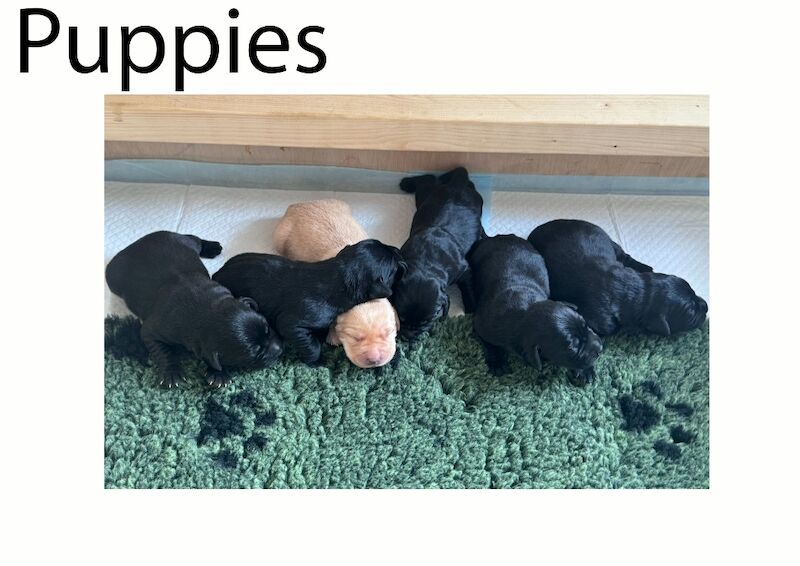 Matthew Johnson - Labrador Breeder in Oldham, Manchester  on Labrador Owners - Image 3