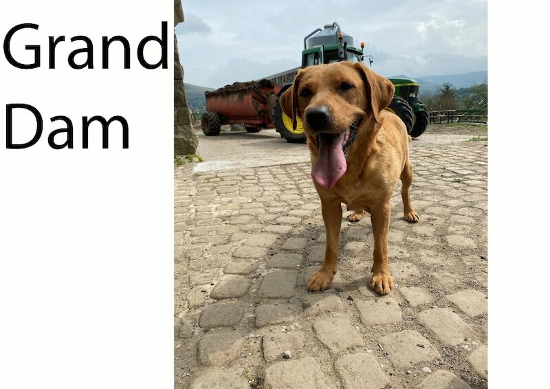 Matthew Johnson - Labrador Breeder in Oldham, Manchester  on Labrador Owners - Image 4