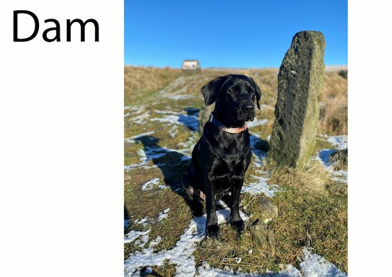 Matthew Johnson - Labrador Breeder in Oldham, Manchester  - Image 5