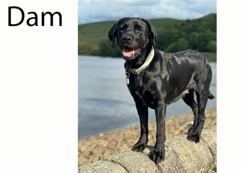 Matthew Johnson - Labrador Breeder in Oldham, Manchester  on Labrador Owners - Image 7
