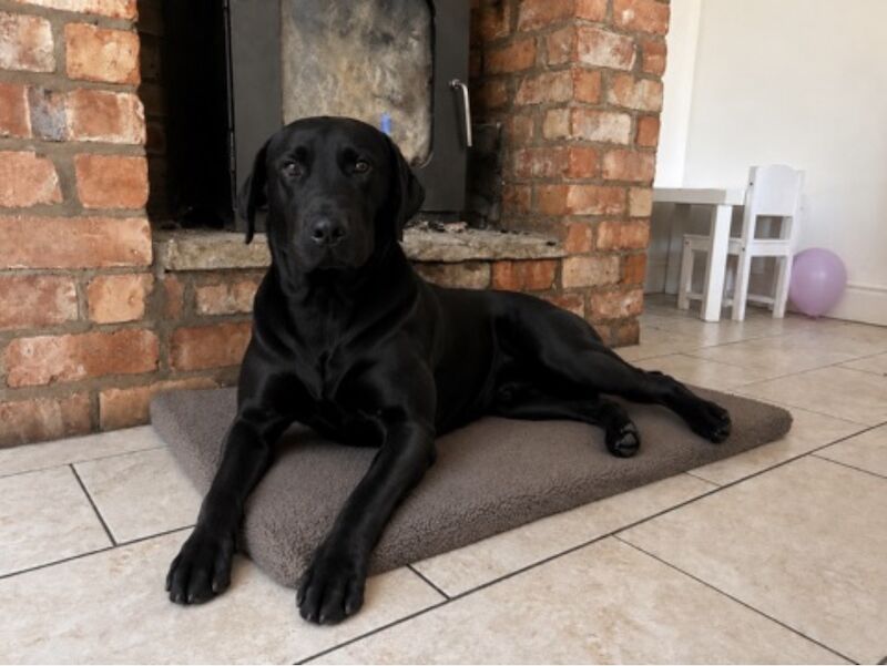 Melanie platt - Licensed Labrador Breeder in Southport, Merseyside  on Labrador Owners - Image 1