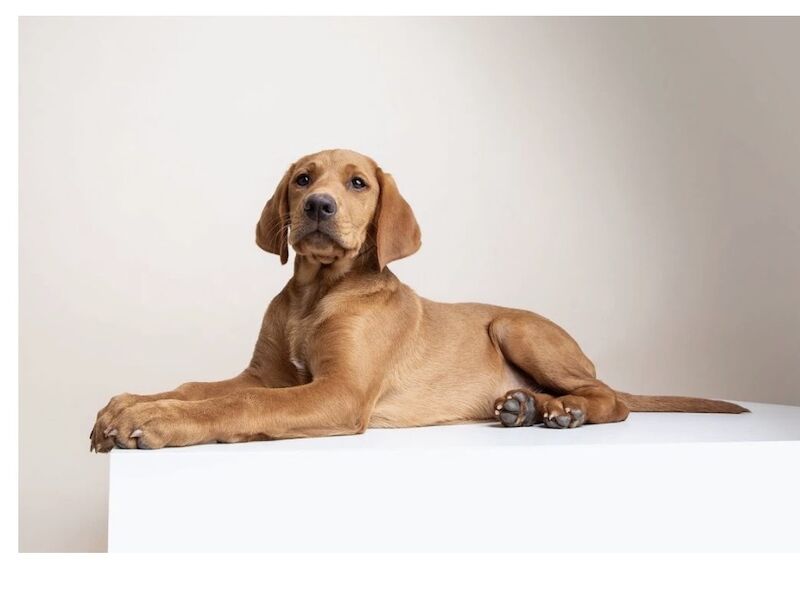 Melanie platt - Licensed Labrador Breeder in Southport, Merseyside  - Image 2