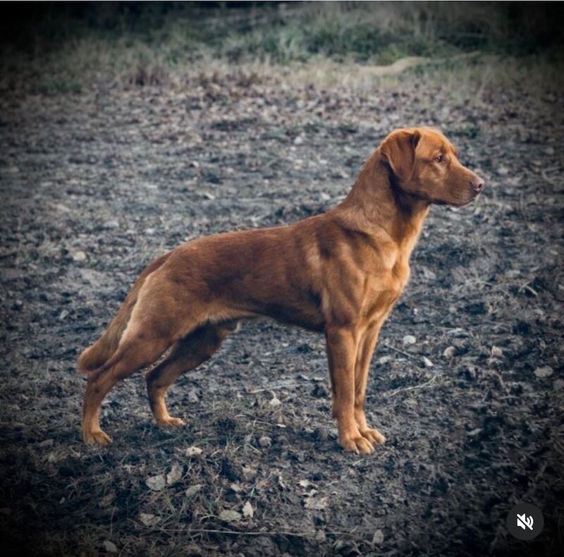 Melanie platt - Licensed Labrador Breeder in Southport, Merseyside  on Labrador Owners - Image 4