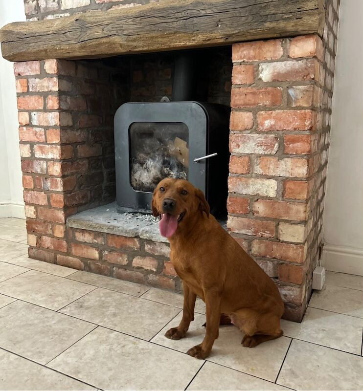 Melanie platt - Licensed Labrador Breeder in Southport, Merseyside  - Image 5