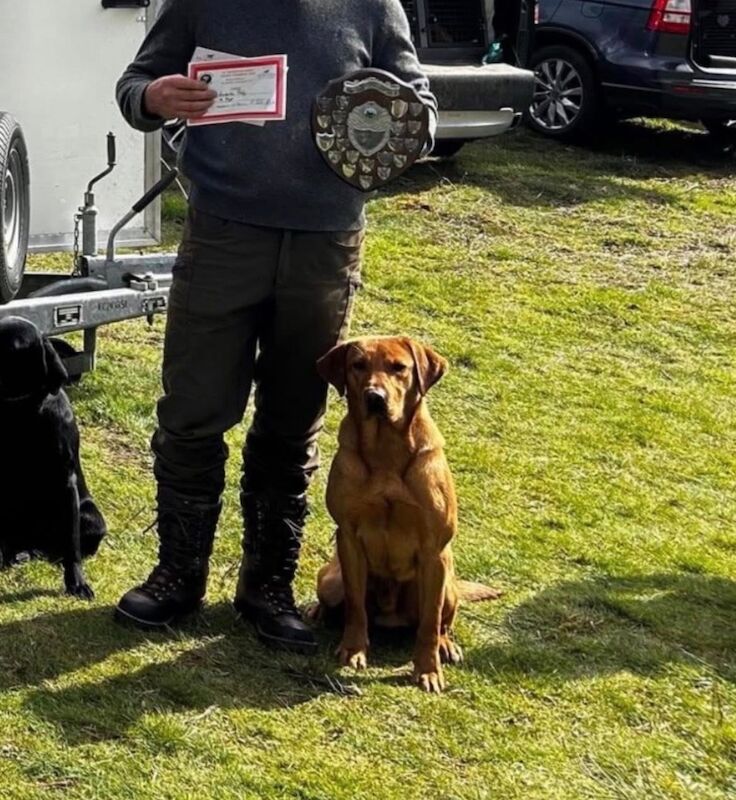 Melanie platt - Licensed Labrador Breeder in Southport, Merseyside  - Image 6
