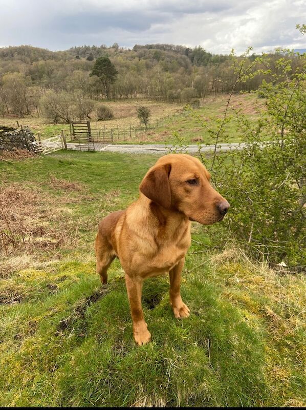 Melanie platt - Licensed Labrador Breeder in Southport, Merseyside  - Image 7