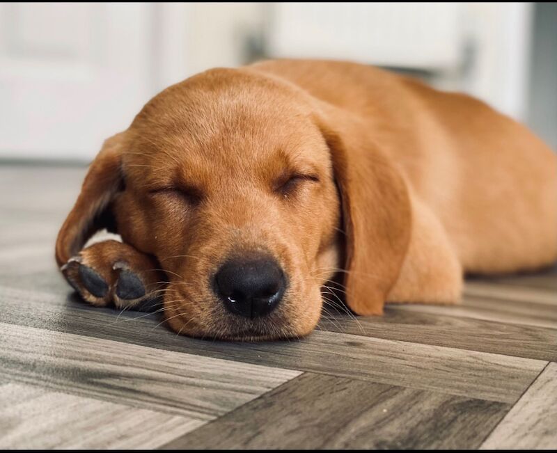 Melanie platt - Licensed Labrador Breeder in Southport, Merseyside  - Image 8