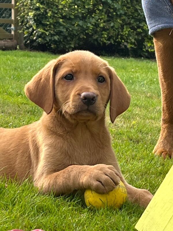 Melanie platt - Licensed Labrador Breeder in Southport, Merseyside  on Labrador Owners - Image 9