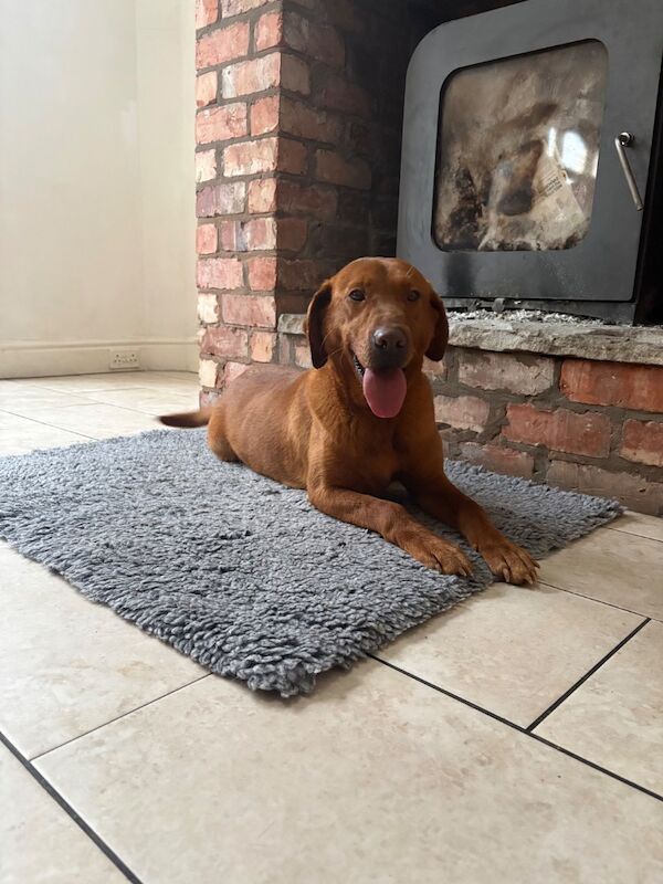 Melanie platt - Licensed Labrador Breeder in Southport, Merseyside  on Labrador Owners - Image 10