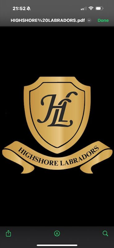 Highshore Labradors - Labrador Breeder on Labrador Owners - Image 1