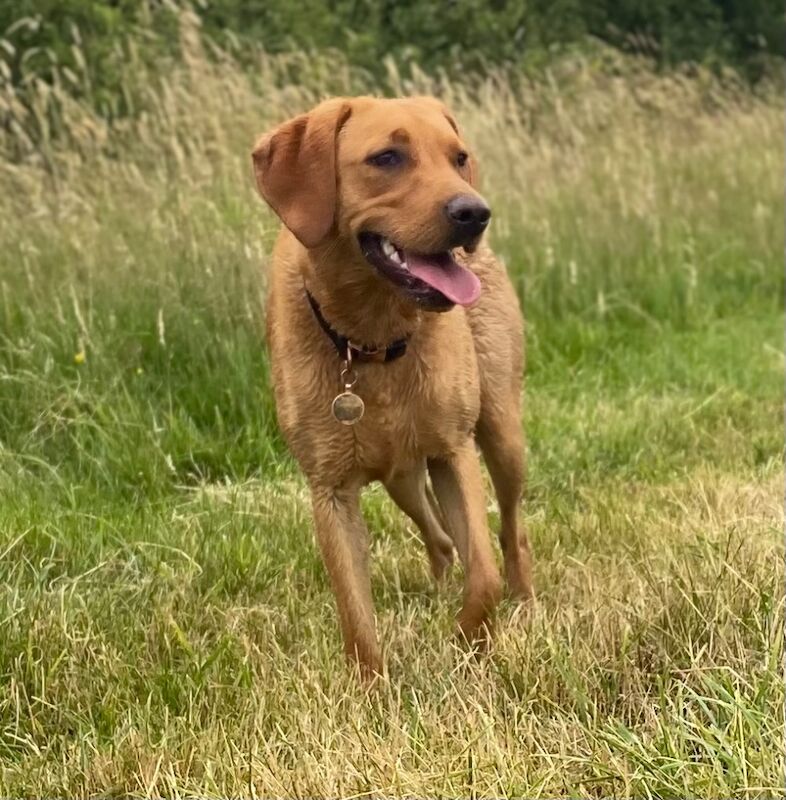 Naomi Budulis - Labrador Breeder - Image 1