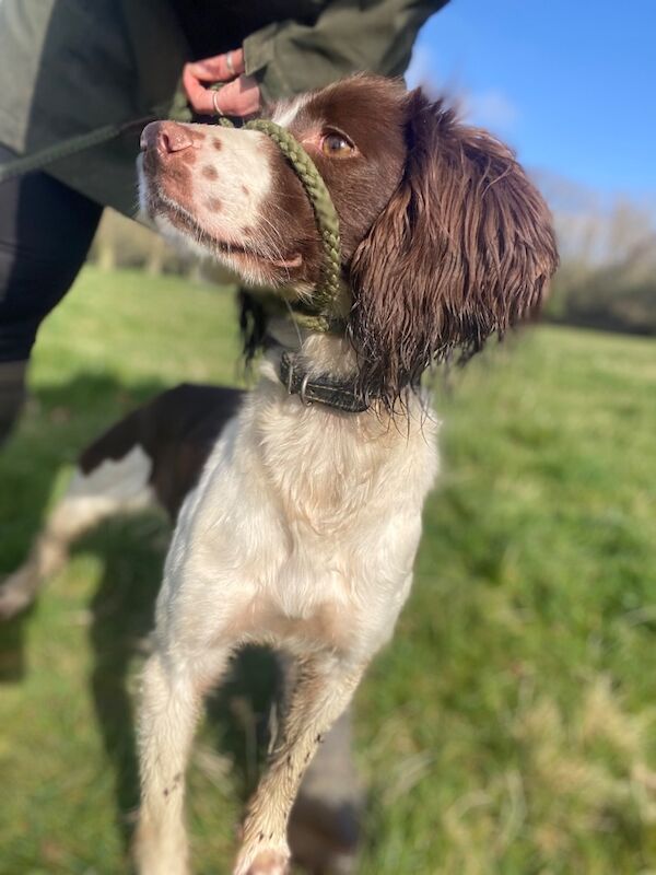 Naomi Budulis - Labrador Breeder on Labrador Owners - Image 2