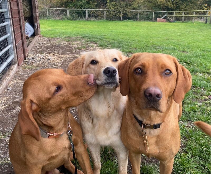 Naomi Budulis - Labrador Breeder on Labrador Owners - Image 3