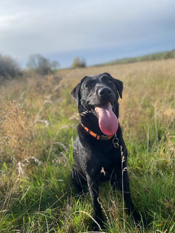 Naomi Budulis - Labrador Breeder - Image 4