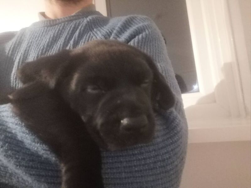 Nicholas Burgin - Labrador Breeder on Labrador Owners - Image 1
