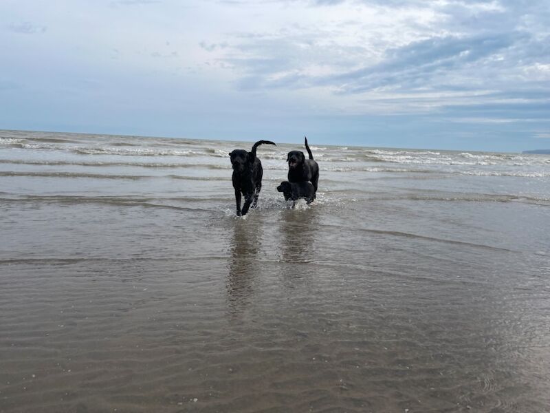 Nick & Gail Perkins - Private Seller on Labrador Owners - Image 1