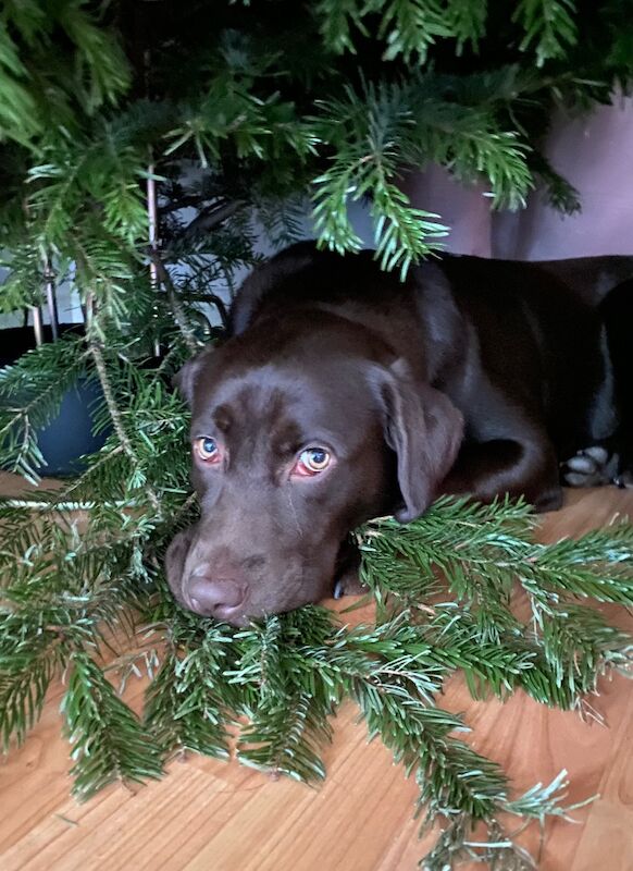 Oleksii Osokin - Labrador Breeder - Image 1